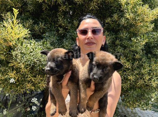 Belçika Kurdu  Malinois Yavrular