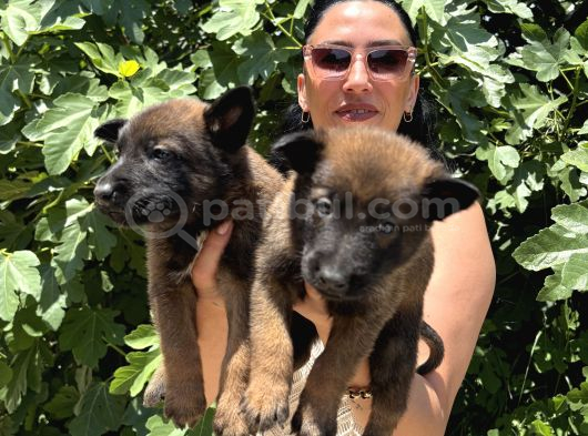 Belçika Kurdu  Malinois Yavrular görsel