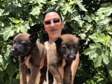 Belçika Kurdu  Malinois Yavrular