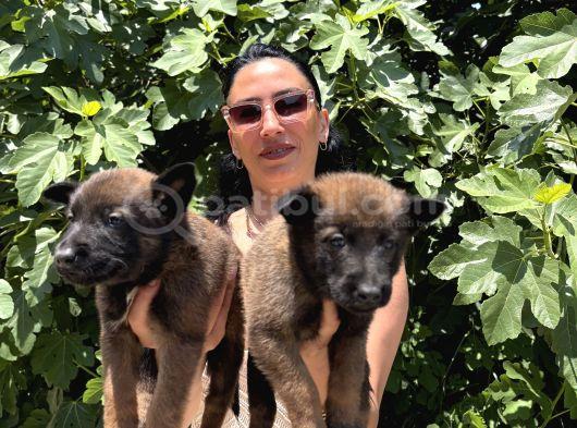 Belçika Kurdu  Malinois Yavrular görsel