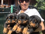 Rotweiller FCI scrli yavrularum