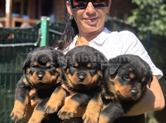 Rotweiller Fci Scrli Yavrularum