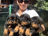 Rotweiller Fci Scrli Yavrularum