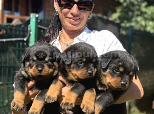 Rotweiller Fci Scrli Yavrularum görsel