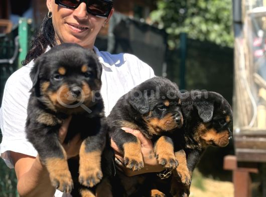 Rotweiller Fci Scrli Yavrularum görsel