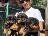 Rotweiller Fci Scrli Yavrularum