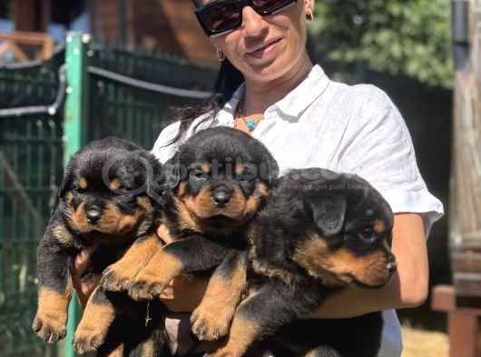 Rotweiller Fci Scrli Yavrularum görsel