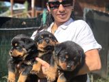 Rotweiller Fci Scrli Yavrularum
