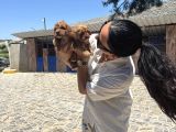 Toy Poodle Yavrularımtoy Poodle Yavrularım Sağlık Ve Irk Gar