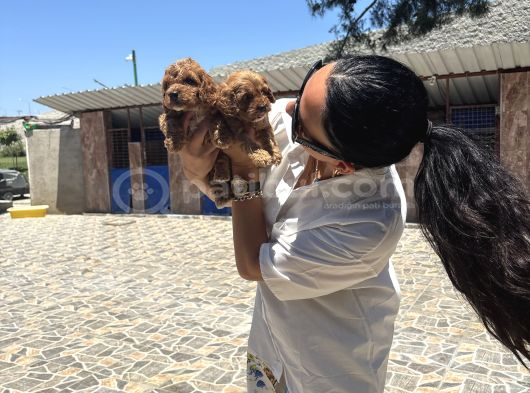 Toy Poodle Yavrularımtoy Poodle Yavrularım Sağlık Ve Irk Gar görsel