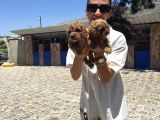 Toy Poodle Yavrularımtoy Poodle Yavrularım Sağlık Ve Irk Gar