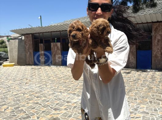 Toy Poodle Yavrularımtoy Poodle Yavrularım Sağlık Ve Irk Gar görsel