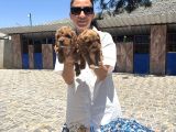 Toy Poodle Yavrularımtoy Poodle Yavrularım Sağlık Ve Irk Gar