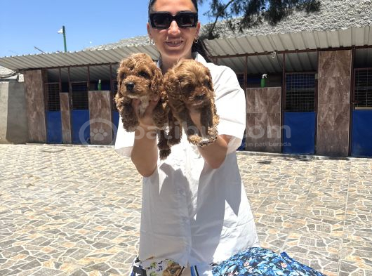 Toy Poodle Yavrularımtoy Poodle Yavrularım Sağlık Ve Irk Gar görsel