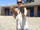Toy Poodle Yavrularımtoy Poodle Yavrularım Sağlık Ve Irk Gar