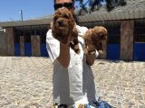 Toy Poodle yavrularımToy Poodle yavrularım sağlık ve ırk gar