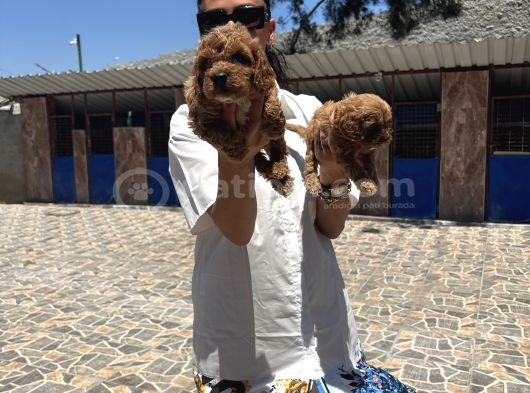 Toy Poodle Yavrularımtoy Poodle Yavrularım Sağlık Ve Irk Gar