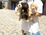 Lagotto Yavrularım Sağlık Ve Irk Gara