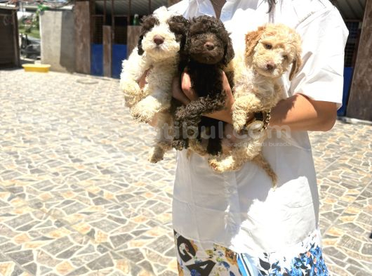 Lagotto Yavrularım Sağlık Ve Irk Gara görsel