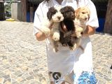 Lagotto Yavrularım Sağlık Ve Irk Gara
