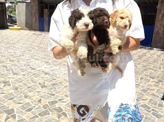 Lagotto Yavrularım Sağlık Ve Irk Gara görsel