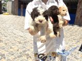 Lagotto yavrularım sağlık ve ırk gara