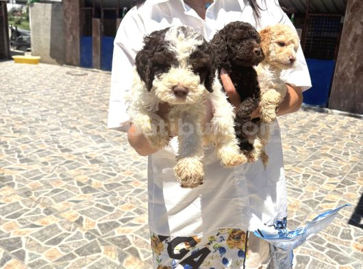Lagotto Yavrularım Sağlık Ve Irk Gara