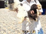 Lagotto Yavrularım Sağlık Ve Irk Gara