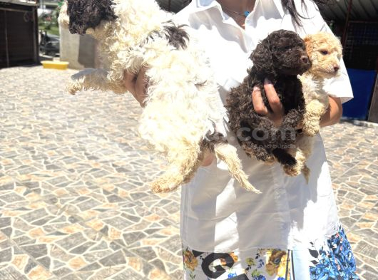 Lagotto Yavrularım Sağlık Ve Irk Gara görsel
