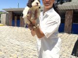 Lagotto Yavrularım Sağlık Ve Irk Gara