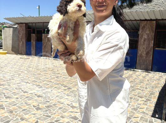 Lagotto Yavrularım Sağlık Ve Irk Gara görsel