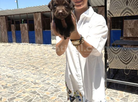 Labrador Retriver Yavrularım Sağlık Gara görsel