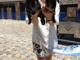 Labrador Retriver Yavrularım Sağlık Gara