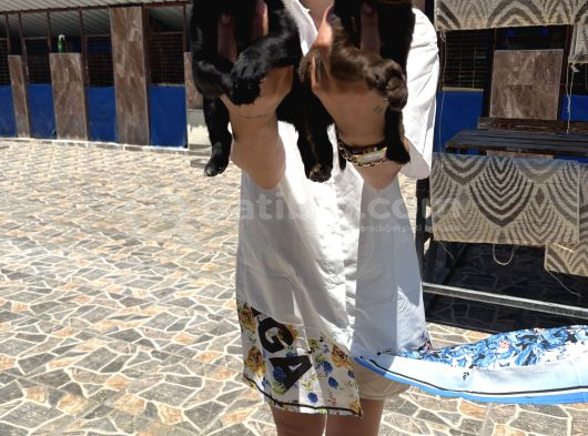 Labrador Retriver Yavrularım Sağlık Gara görsel