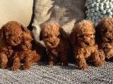 A kalite apricoat toy poodle bebekler