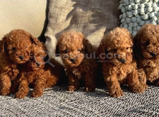 A Kalite Apricoat Toy Poodle Bebekler