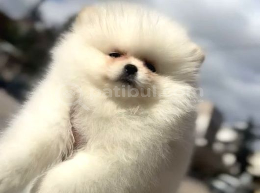 Güzeller Güzeli Pomeranian Yavrular