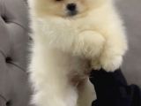 Güzeller Güzeli Pomeranian Yavrular