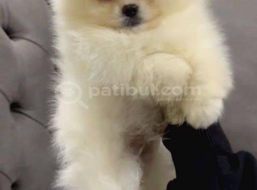 Güzeller Güzeli Pomeranian Yavrular görsel