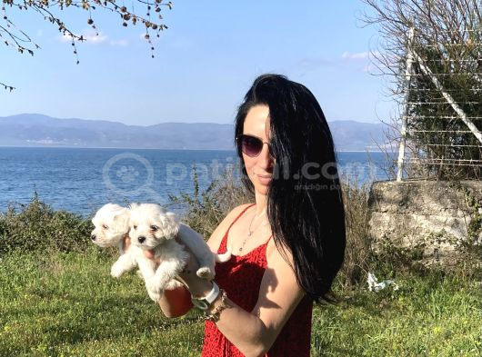 Maltese Yavrularım Sağlık Ve Irk Garan görsel