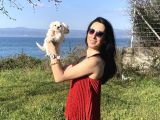 Maltese Yavrularım Sağlık Ve Irk Garan