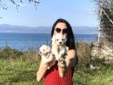Maltese Yavrularım Sağlık Ve Irk Garan