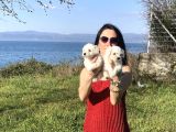 Maltese Yavrularım Sağlık Ve Irk Garan