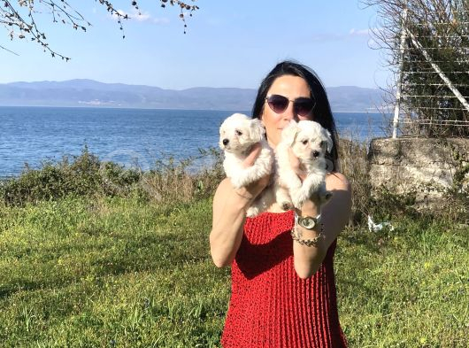 Maltese Yavrularım Sağlık Ve Irk Garan görsel