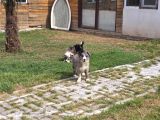 Seçkin Irk Kusursuz Form Premium Yavru
