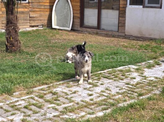 Seçkin Irk Kusursuz Form Premium Yavru görsel