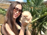 Sağlıklı Ve Safkan Pomeranian Yavrular