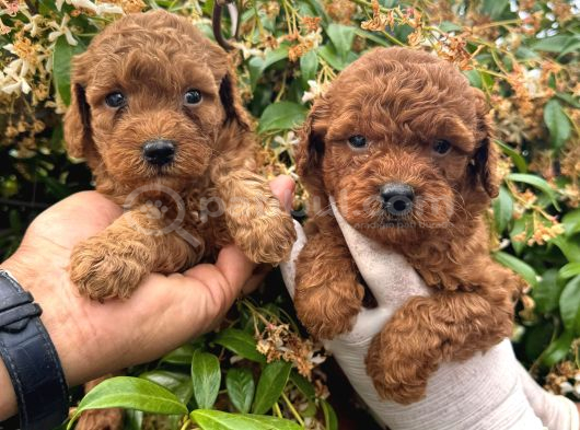 Kampanyalı Poodle Yavrular görsel