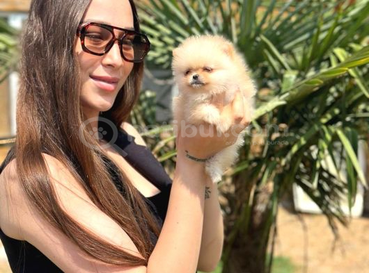Sağlıklı Ve Safkan Pomeranian Yavrular görsel