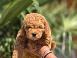 Toy Poodle Yavruları  Oyuncu Zeki Ve Aile Dostu